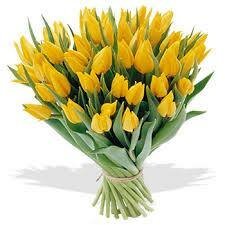 Gele tulpen 50 stuks