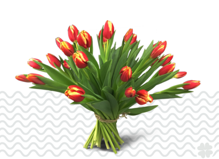 2 kleurige tulpen (oranje/geel) 50 stuks 