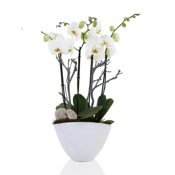 Orchidee arrangement phalaenopsis Diane wit 