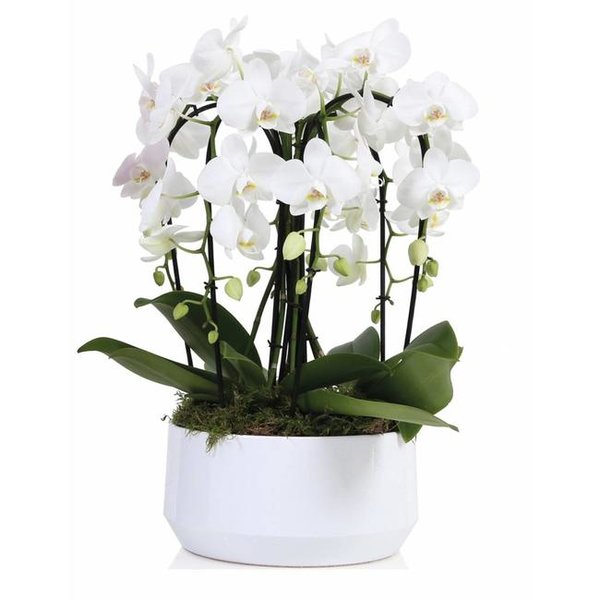 Orchidee arrangement phalaenopsis diamant cascade