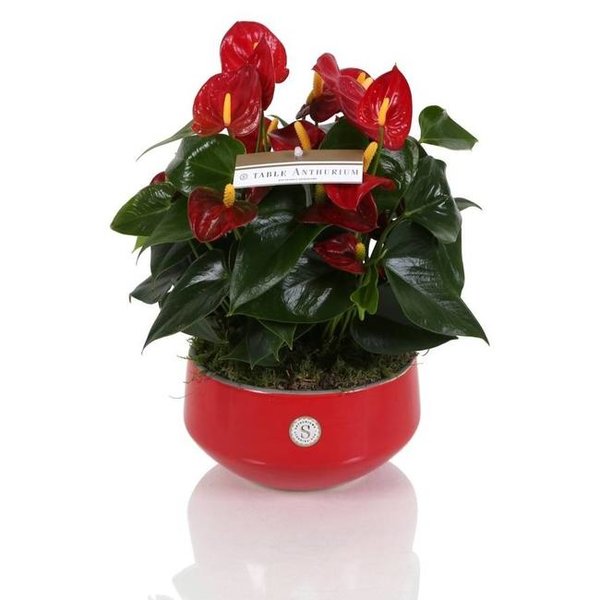 Tafel anthurium rood in pot keramiek