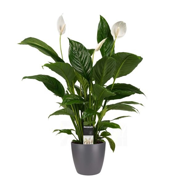 Lepelplant (Spathiphyllum) in antraciet pot