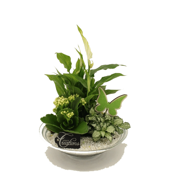 Plantenarrangement in glazen schaal 25cm