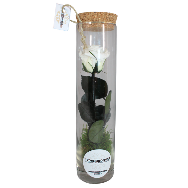 gestabiliseerde bloemen 20