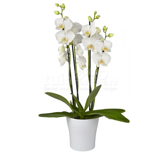 Orchidee phalaenopsis wit in pot (2-tak)