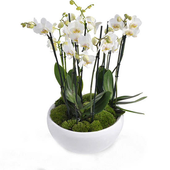 Orchidee arrangement phalaenopsis Amalea wit 