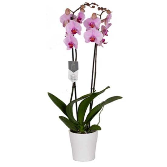 Orchidee phalaenopsis roze in pot (2-tak)