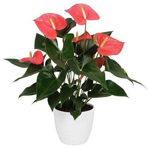 Anthurium roze in pot