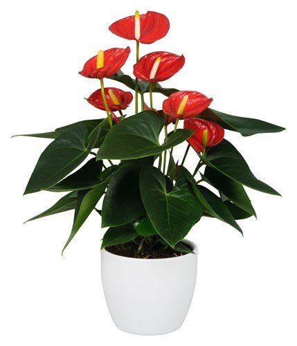 Anthurium rood in pot