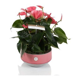 Tafel anthurium roze in pot keramiek