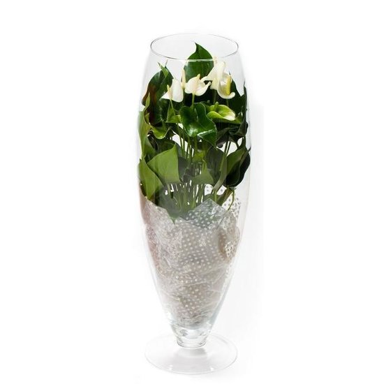 Anthurium white champion wit in glazen vaas L