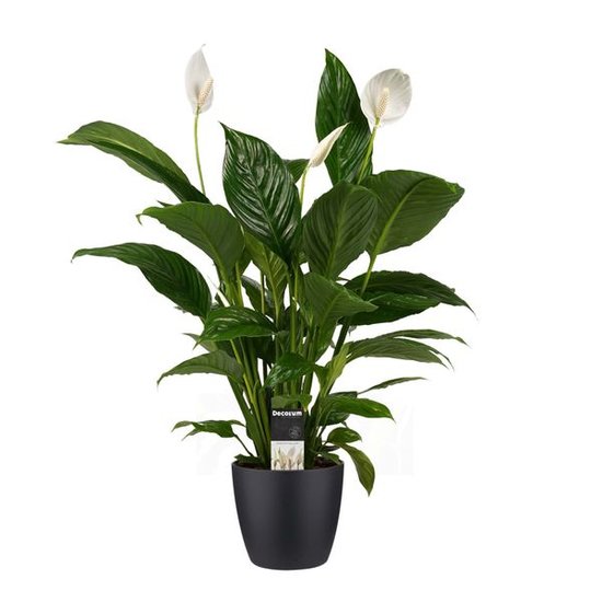 Lepelplant (Spathiphyllum) in zwarte pot