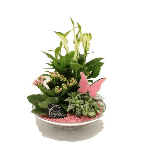 Plantenarrangement in glazen schaal 25cm