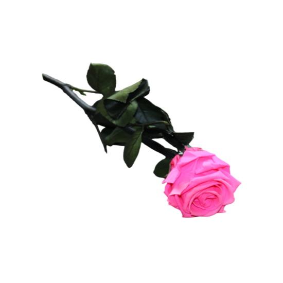 gestabiliseerde bloemen 48