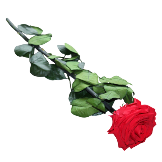 gestabiliseerde bloemen 50