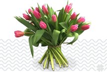 lila tulpen 50 stuks