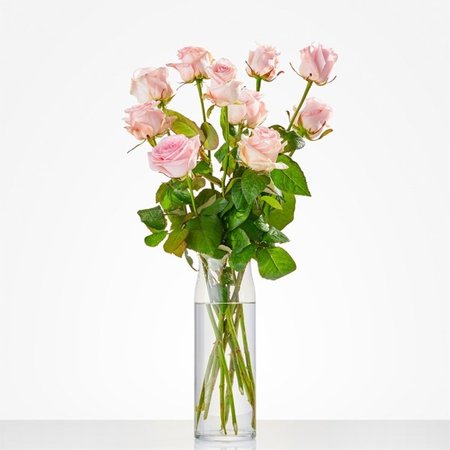 10 of meer lange roze rozen (bepaal zelf je aantal va. 10st)