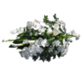 orchidee 50