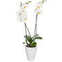 Orchidee phalaenopsis wit in pot (2-tak)