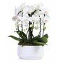 Orchidee arrangement phalaenopsis diamant cascade