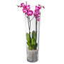 Orchidee phalaenopsis roze in glazen koker