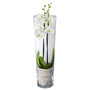 Orchidee phalaenopsis wit in glazen koker