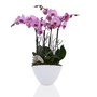 Orchidee arrangement phalaenopsis Diane roze 