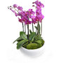 Orchidee arrangement phalaenopsis Amalea roze 