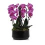 Orchidee arrangement phalaenopsis diamant cascade roze
