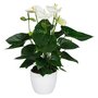 Anthurium wit in pot