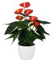 Anthurium rood in pot