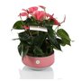 Tafel anthurium roze in pot keramiek