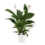 Lepelplant (Spathiphyllum) in witte pot