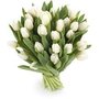 Witte tulpen 50 stuks