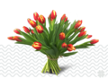 2 kleurige tulpen (oranje/geel) 50 stuks 