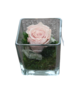 Gestabiliseerde bloemen 5